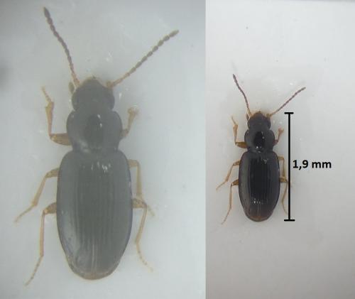 Tachyura parvula